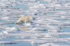 Norway, Svalbard. Polar bear sow aggressively approaches male with seal kill. Coastal Print